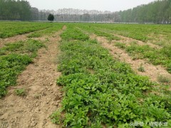 農(nóng)村有種農(nóng)作物，懂管理會(huì)種植，每畝利潤4000多元