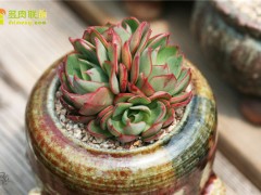 楊金、央金、妖精多肉植物