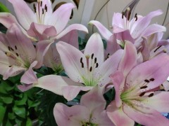 百合花，一年四季都能種，盆栽百合60天就開花，有手就能養(yǎng)