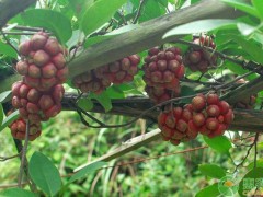 中藥材種植什么品種賺錢？這四種市場價(jià)幾百元一斤！