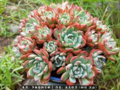 “多肉相伴，歲月生香，愿現(xiàn)世安穩(wěn)，許四季花開”