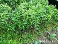 “農(nóng)村常見名貴藥材黃精，當(dāng)下很多人種植，如何施肥呢？”