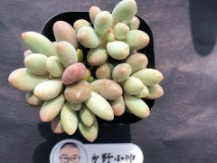 “分享超萌多肉，皮實(shí)好養(yǎng)，超高的顏值”