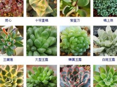 “144種多肉植物名稱大全，常見品種”